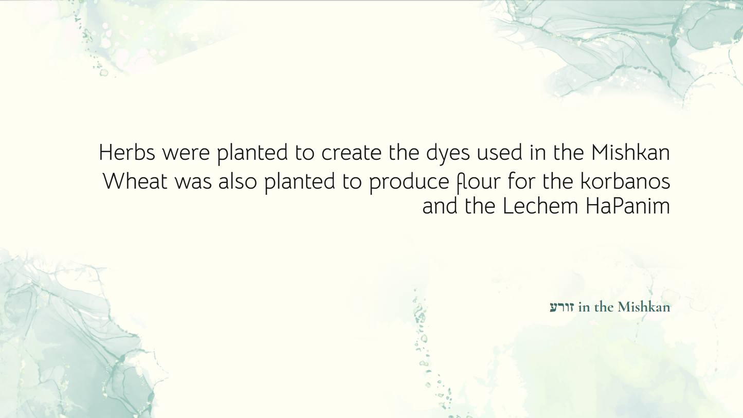 Shabbos & the 39 Melachos - Full Year Resources