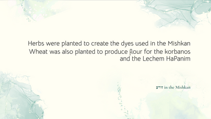 Shabbos & the 39 Melachos - Full Year Resources